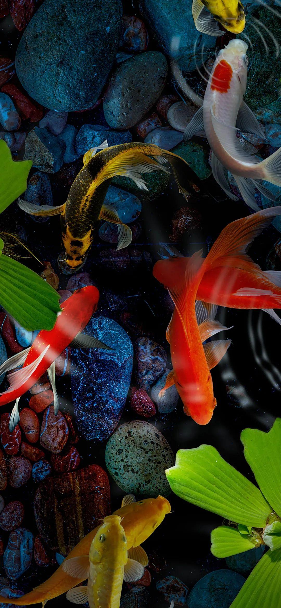 你有哪些珍藏的全面屏壁纸