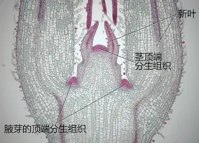 如何让你的转化实验事半功倍? - 知乎