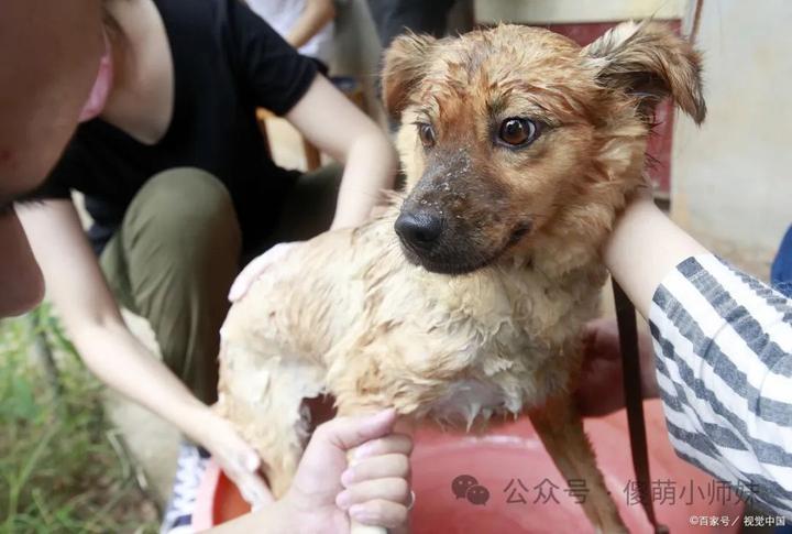 农村土法驱虫,狗狗无忧!一抓一个准!