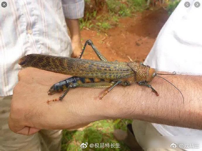 蝗灾时的蝗虫不能吃吗
