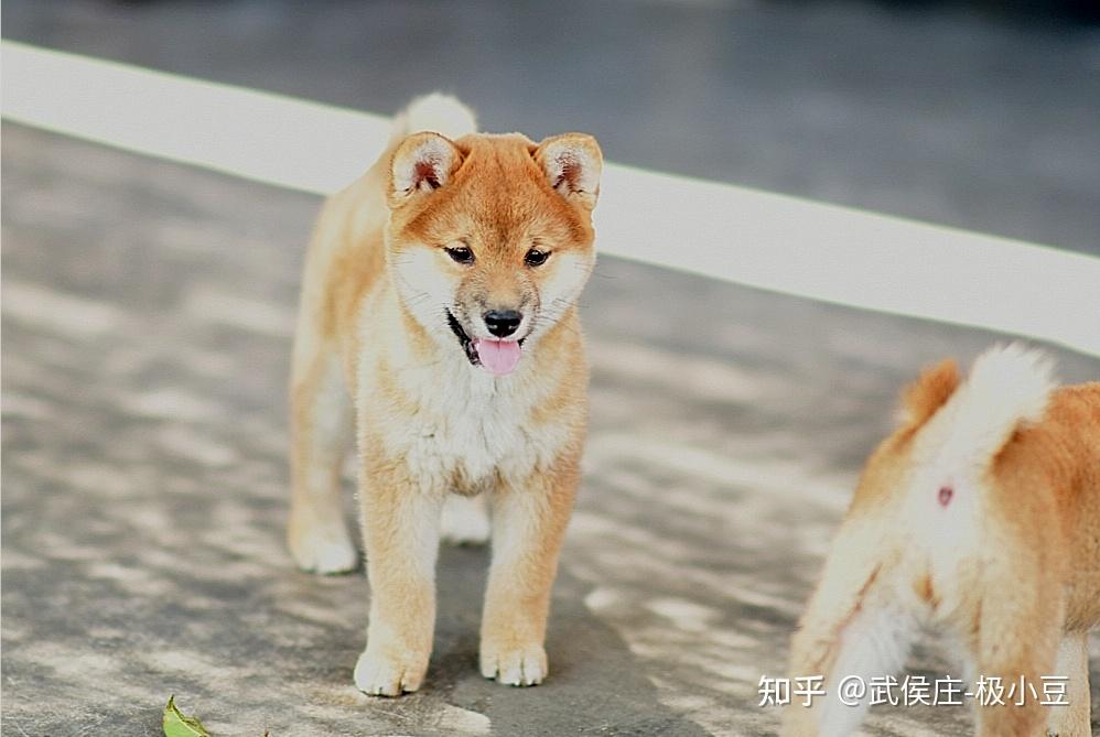 求问大家我家柴犬的品相怎么样呀!