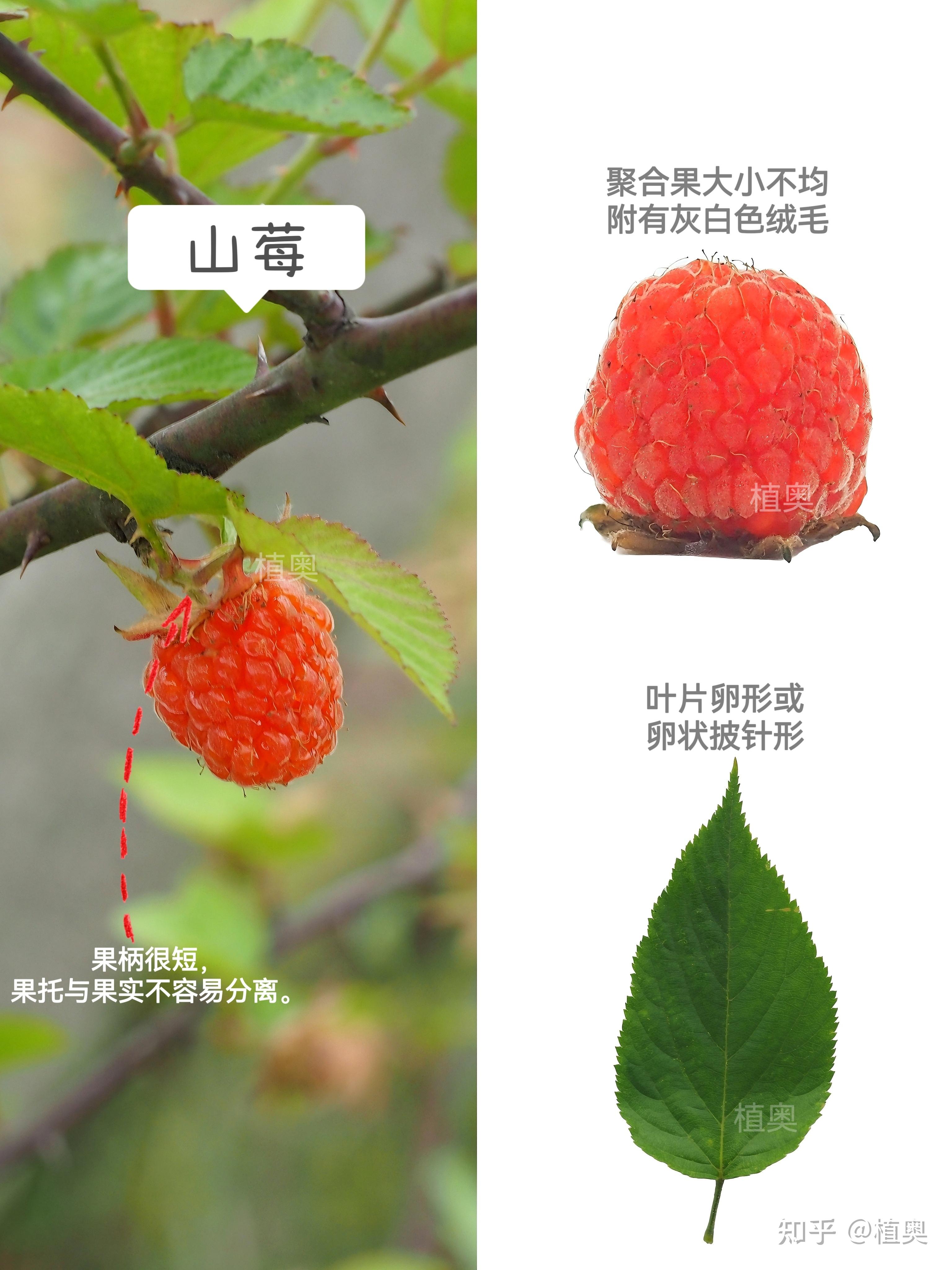 覆盆子、山莓、蓬藟、茅莓该如何区分?你吃过几种? - 知乎