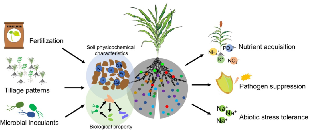 New Phytologist | 张瑞福课题组提出根际微生物组重分类 - 知乎
