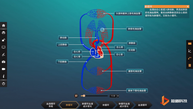 VR生物学习新视域-沉浸式解析血液循环系统！ - 知乎