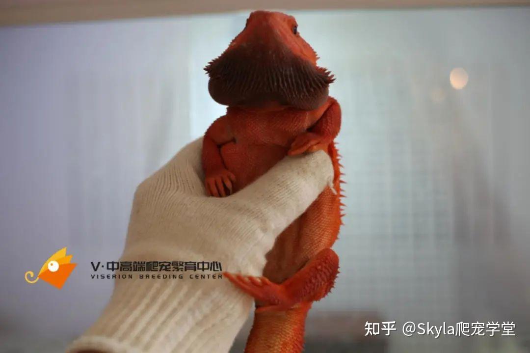 Viserion:鬃狮蜥的颜色品种分类 - 知乎