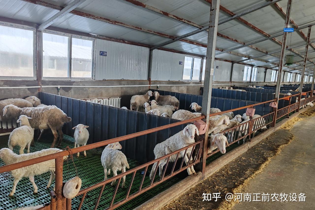 养羊经验总结,如何提高舍饲羊的采食量 - 知乎