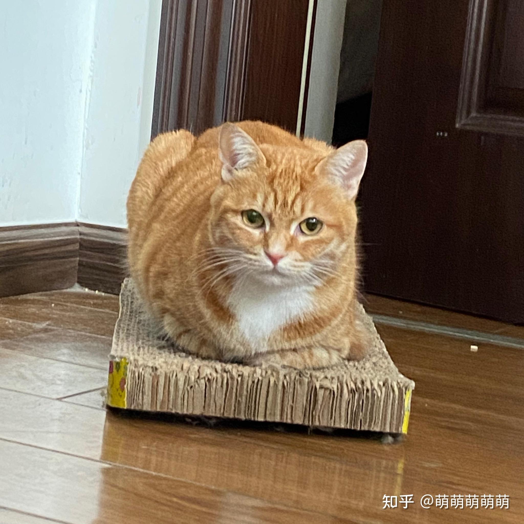 田园橘猫颜值能有多高