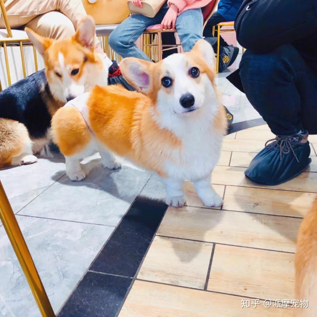 派派探店|从猫咖到狗咖,宠物店能学到什么 - 知乎