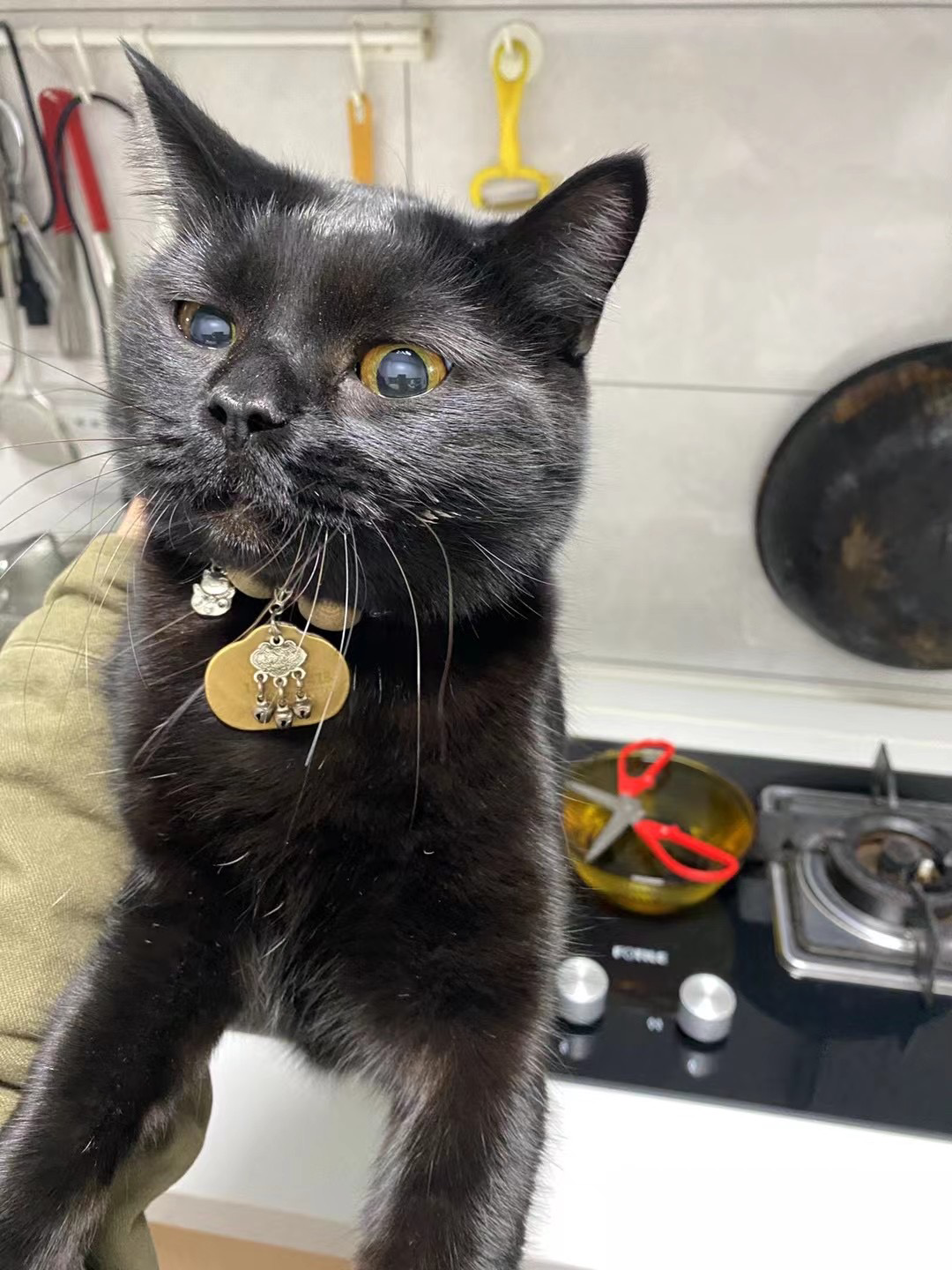 玄猫和黑猫的区别有什么区别吗？ - 知乎