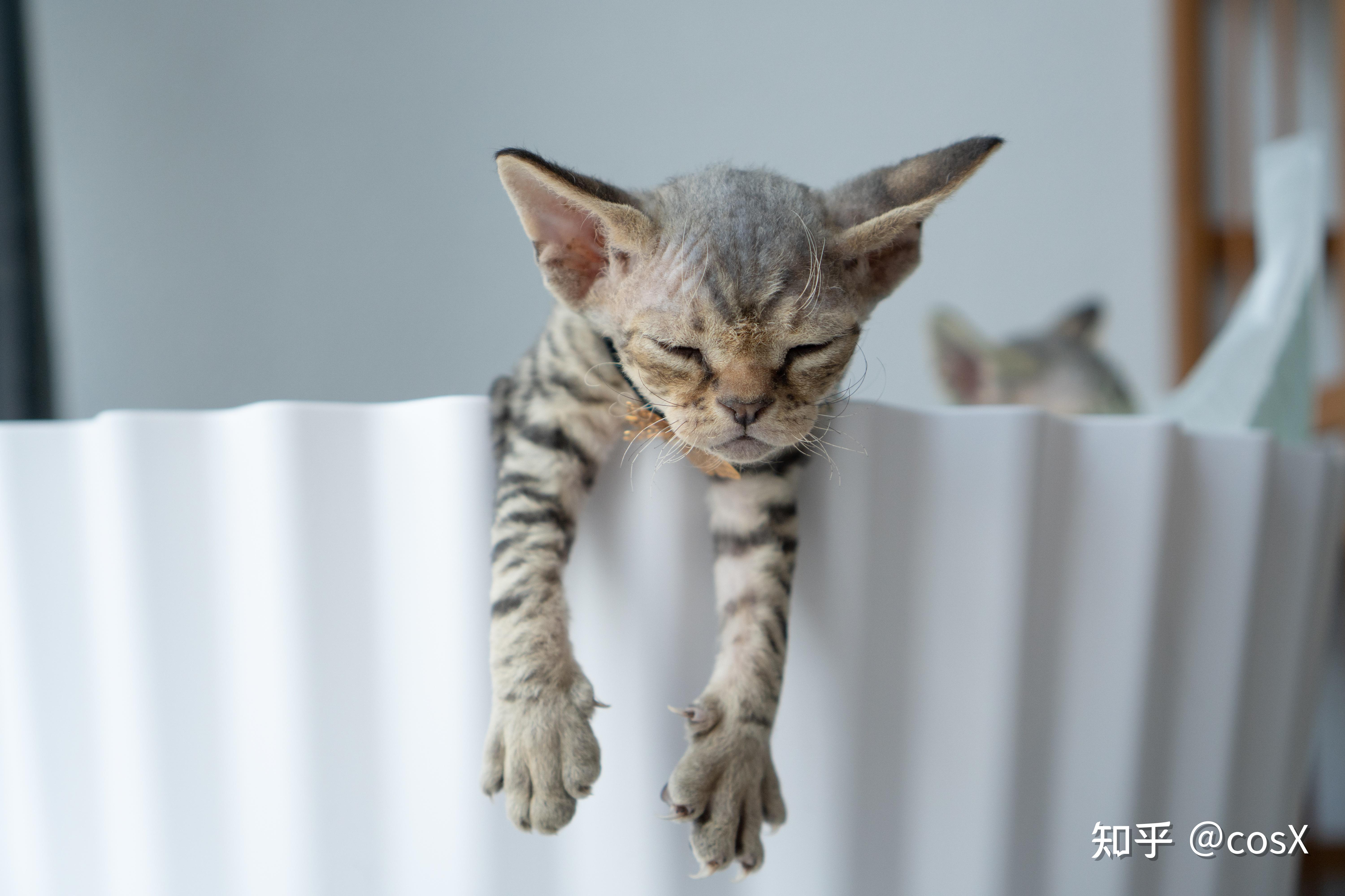 4000的德文猫可以吗