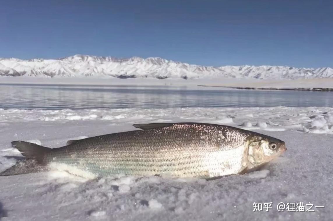 赛里木湖曾是无鱼不毛之地,为何投放高白鲑后,变得盛产天价鱼? - 知乎