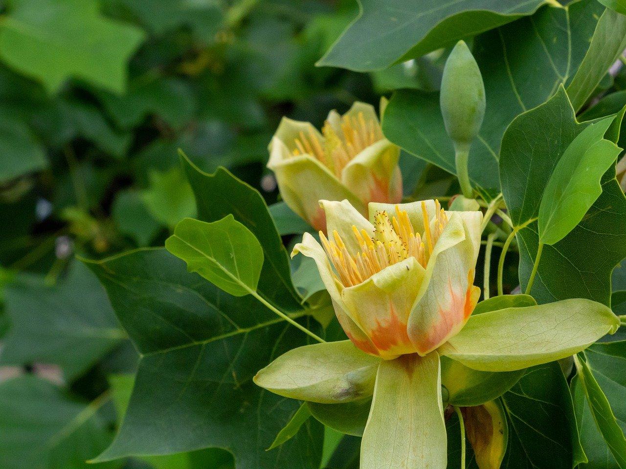 马褂树如何繁殖