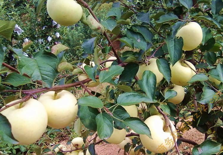 有一种白皮的苹果是什么品种