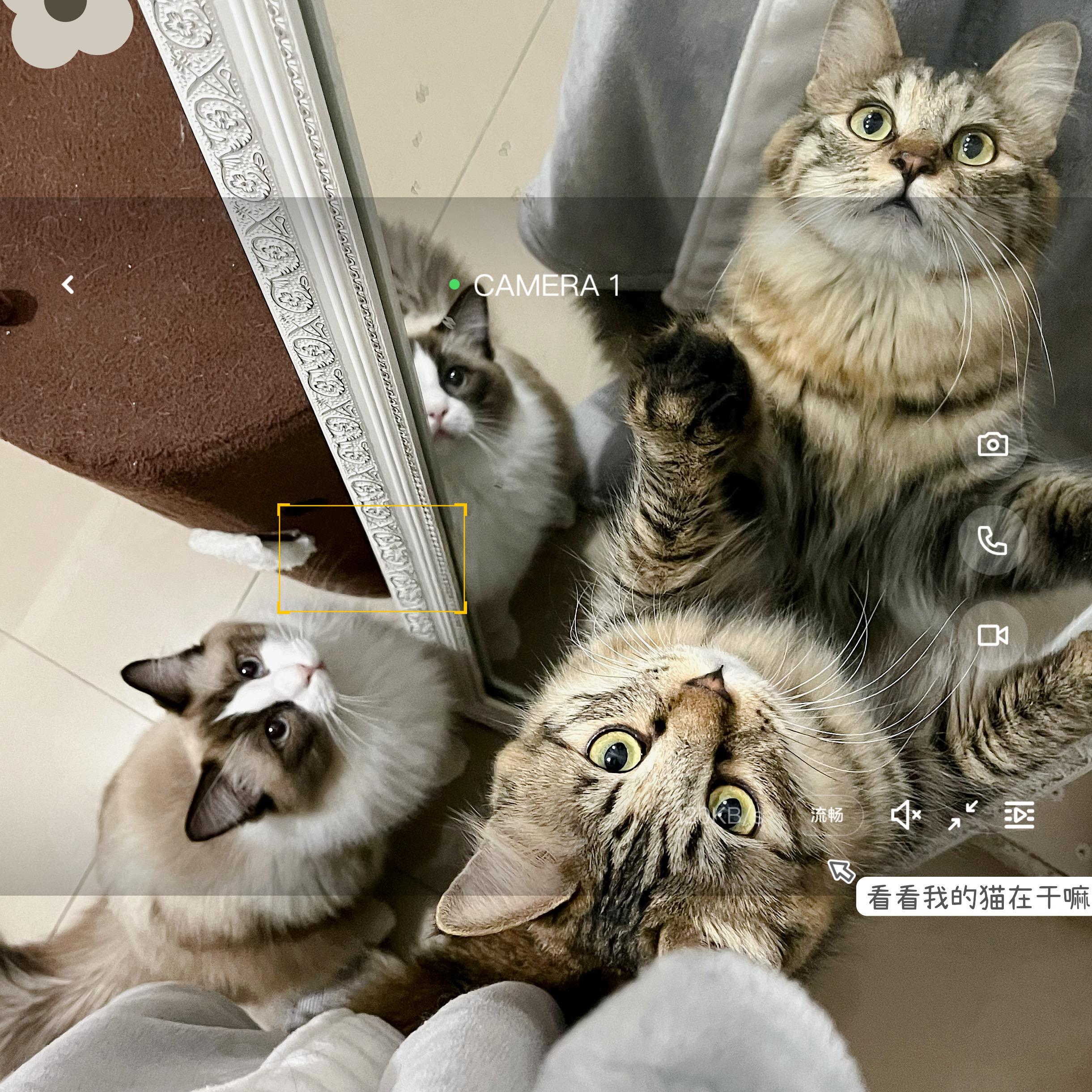 帮忙看看这是缅因还是长毛狸花猫啊