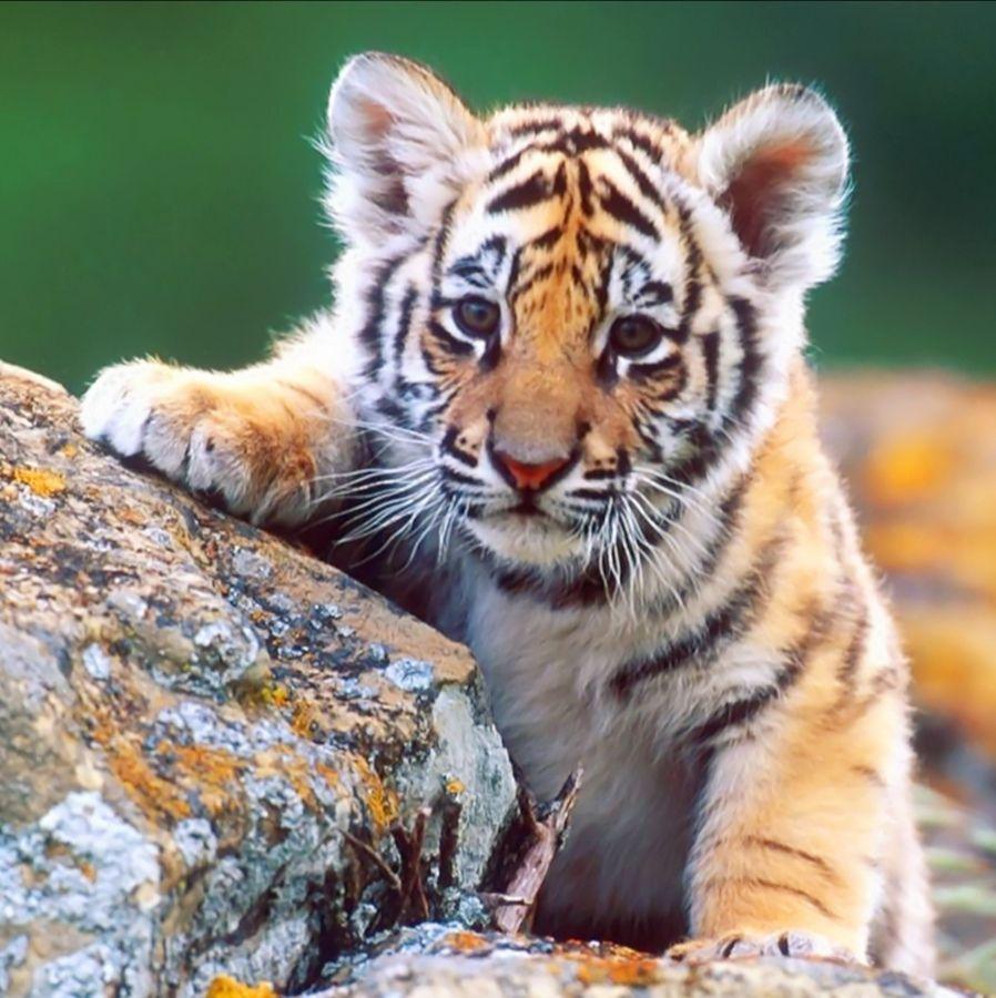 有没有憨憨的老虎头像