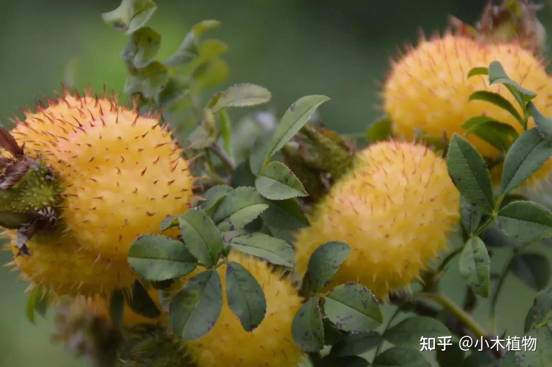 贵州特色水果,水果界的维C天花板——刺梨 - 知乎