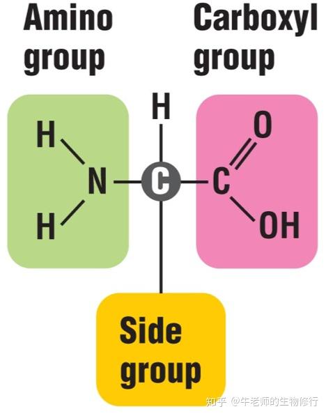 蛋白质和酶 - Protein and Enzyme - 知乎