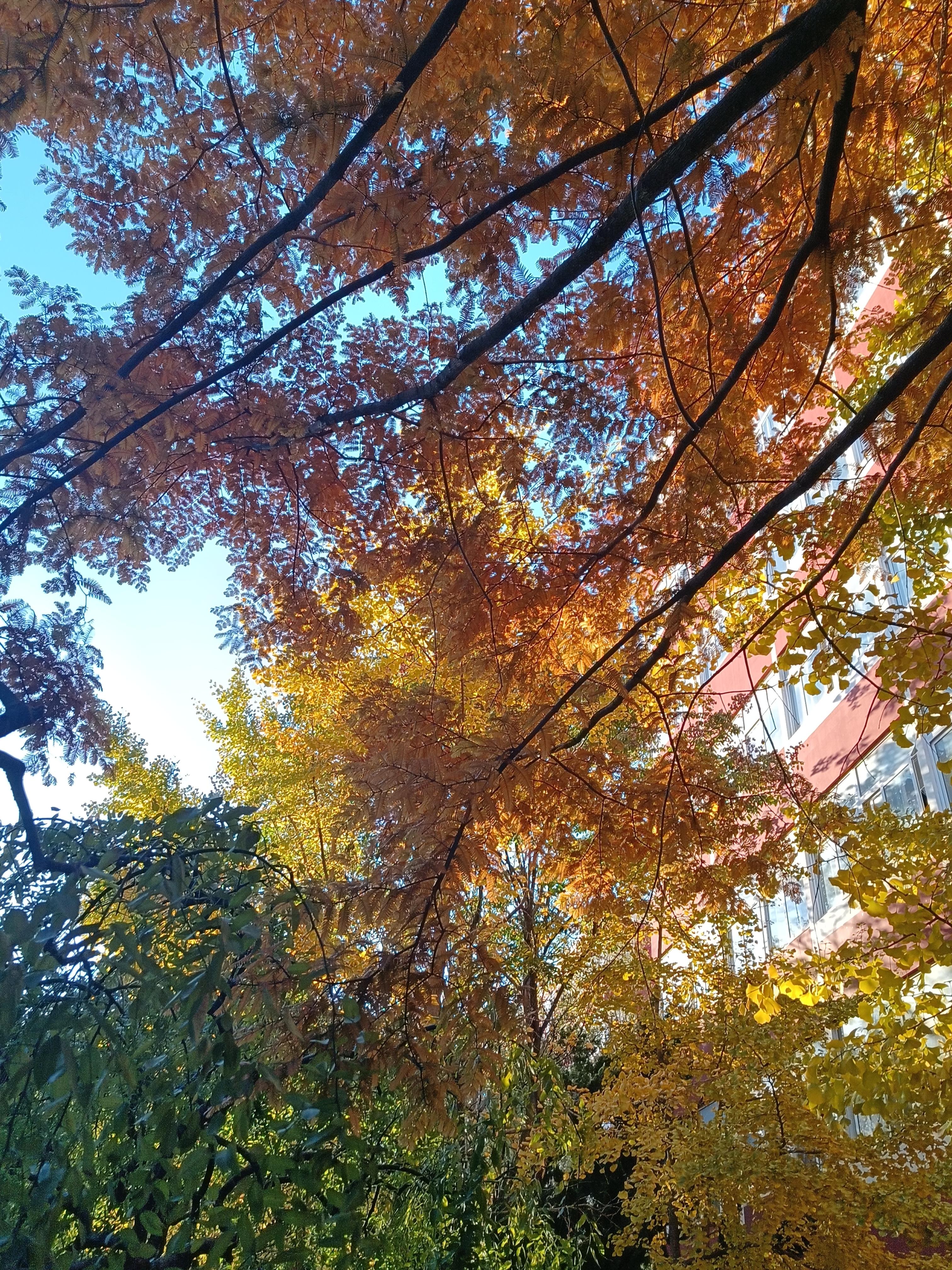 刚入冬风景图片图片