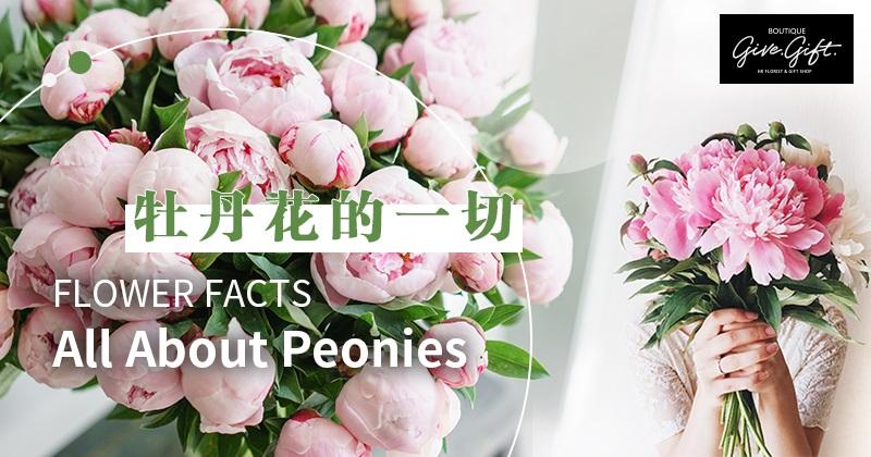 认识花材 牡丹花的一切 知乎 认识花材 牡丹花的一切 知乎