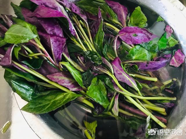紫叶天葵(红凤菜/紫背菜)是否有毒?