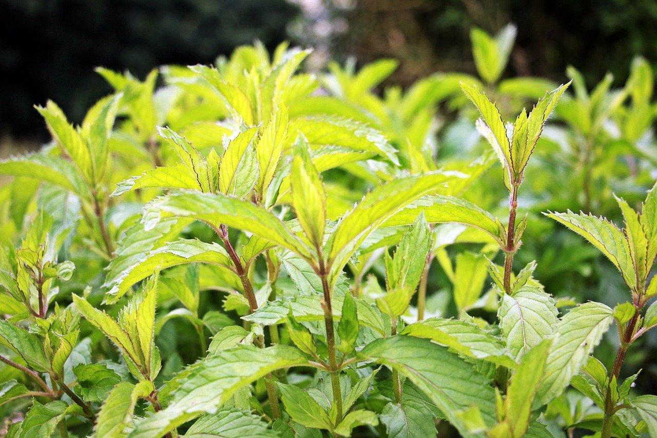 3. 农村常见驱蚊草