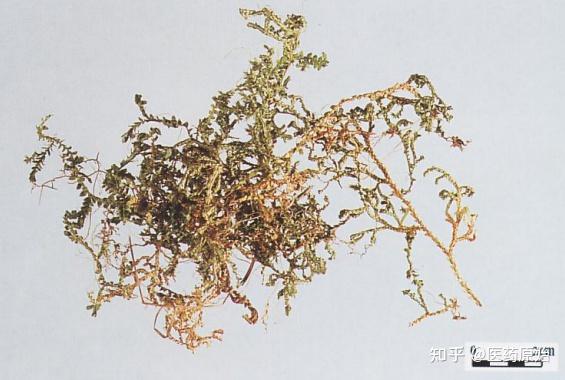 带你识别卷柏 - 知乎