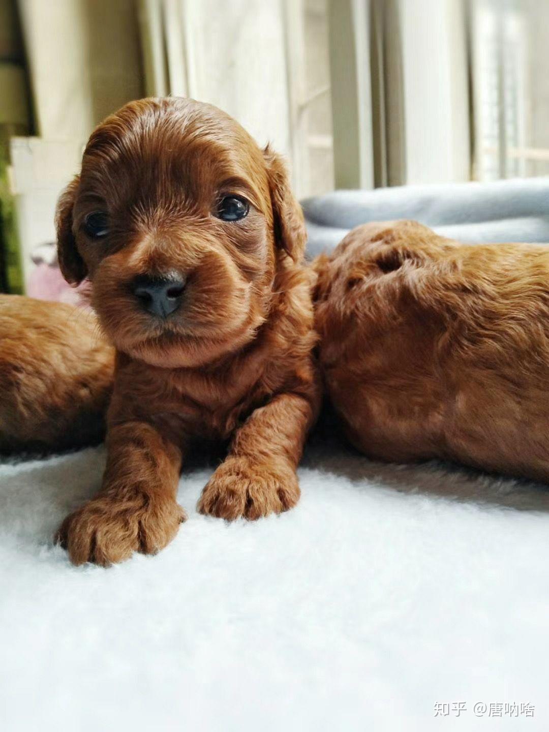 泰迪小时候的照片长什么样? - 知乎