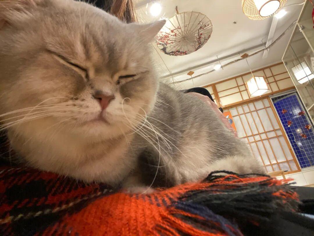 为什么养猫的人比养狗的人越来越多?背后这5个原因很现实! - 知乎