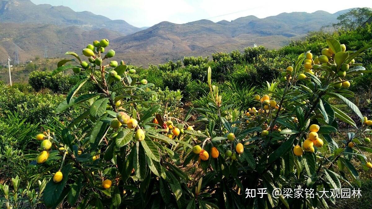 园林中如何种植枇杷树？ - 知乎