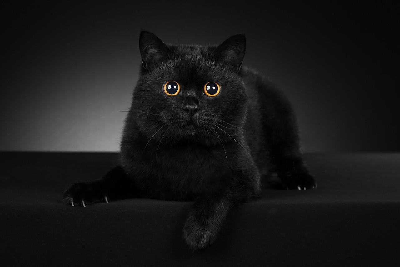 黑色占比多少的猫才能被视为带来厄运的黑猫