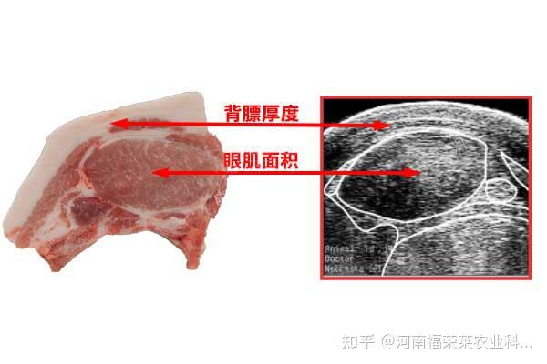如何识别猪眼肌面积超声影像 - 知乎