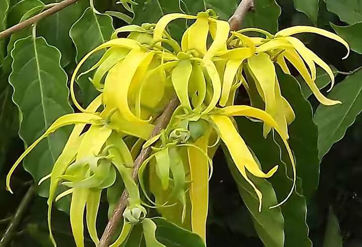 芳香植物油之四十二：依兰 - 知乎