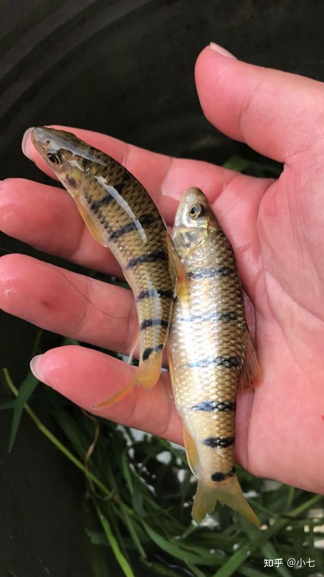 本人想养殖溪石斑鱼,不知这种鱼好养吗?市场价值高吗?