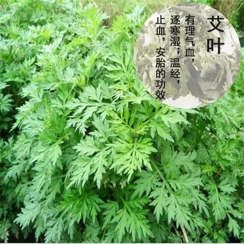 缭绕的艾烟，还有这等作用？！ - 知乎