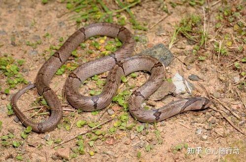 请问这是什么蛇,坐标杭州? - 知乎