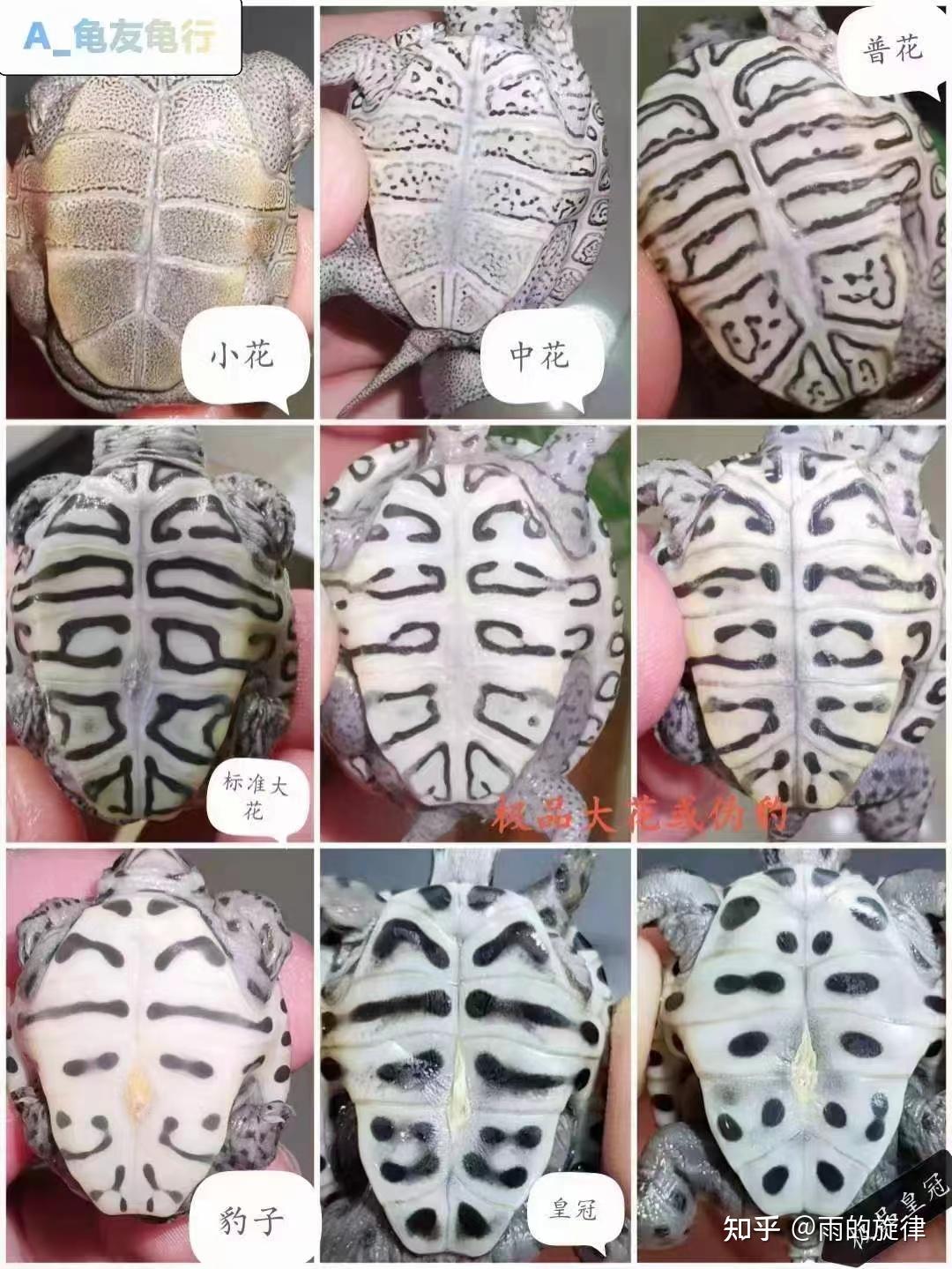 钻纹龟各种类的区别图 - 知乎