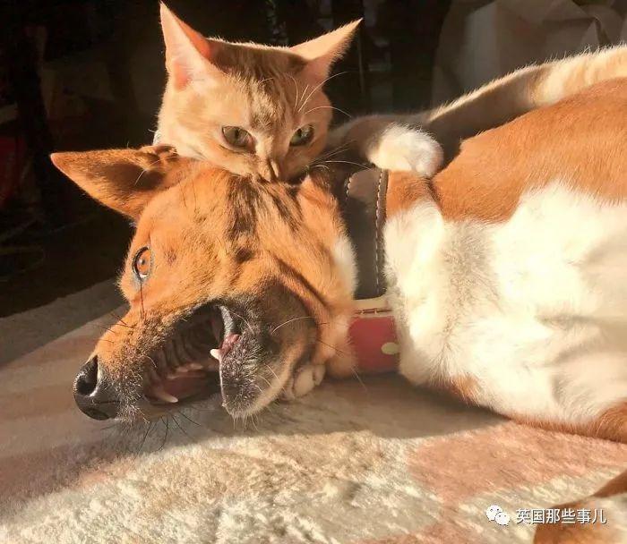 猫狗双全的日子很美妙?狗子才不这么觉得啊哈哈哈哈哈!! - 知乎