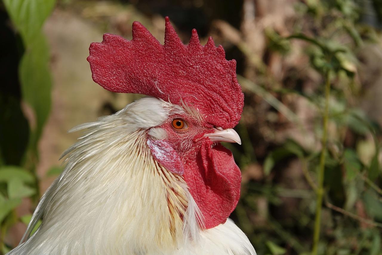 4. 鸡冠花子市场价