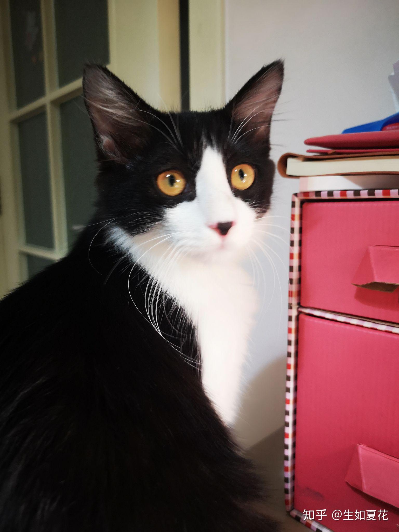 奶牛猫都是黄眼睛吗有没有别的颜色