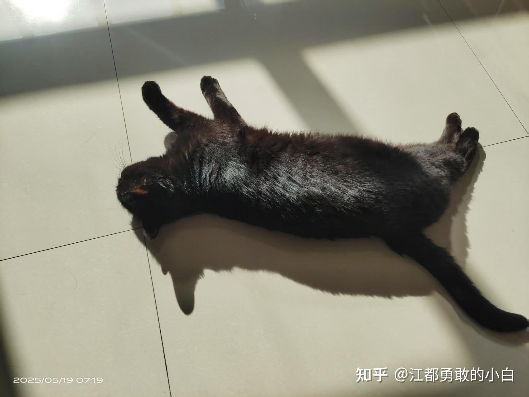 猫咪为什么不喜欢被抱着睡为什么在线