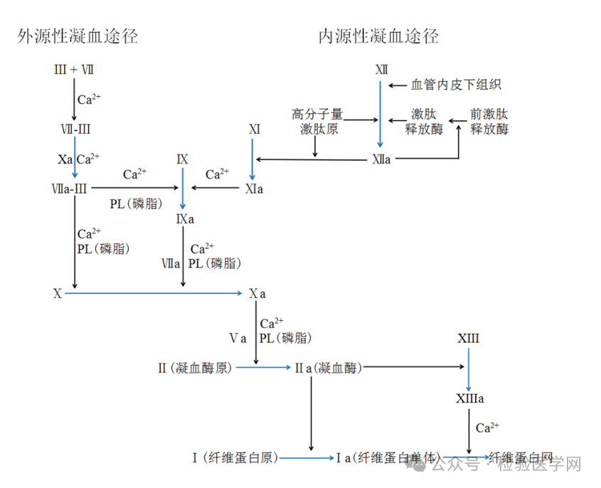 检验与临床双维度解读凝血因子Ⅺ缺乏的诊断与治疗 - 知乎