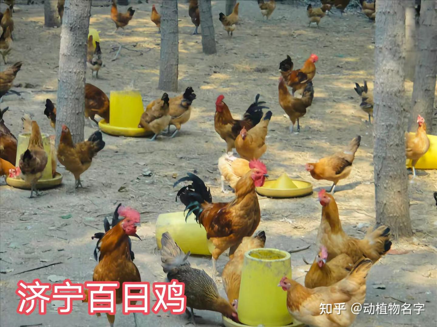 99图带您进入家鸡的世界,家鸡大全第一篇 - 知乎