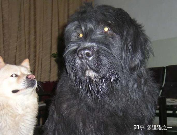被人遗忘的藏狮！是比藏獒还凶猛的中华犬种，藏民心中的“神犬” - 知乎