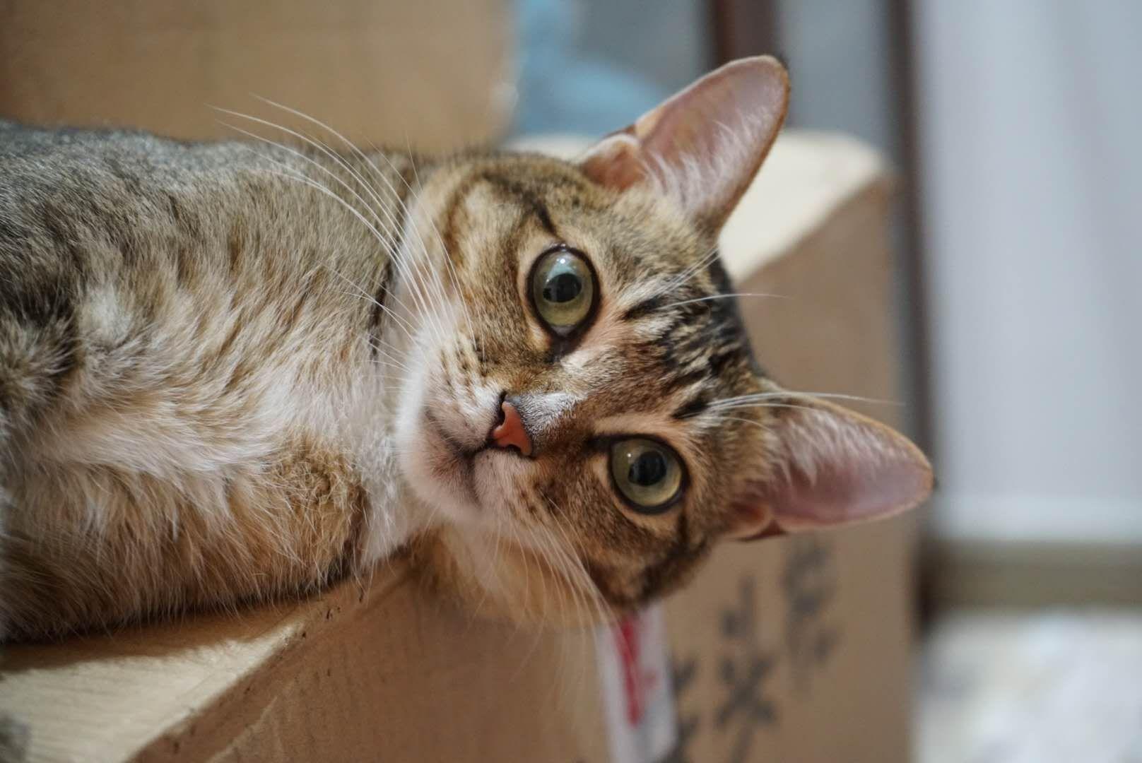 中华田园猫的颜值有多高