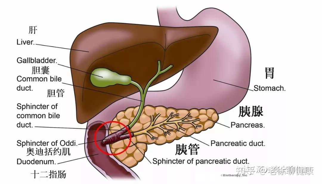 到底是什么导致了急性胰腺炎