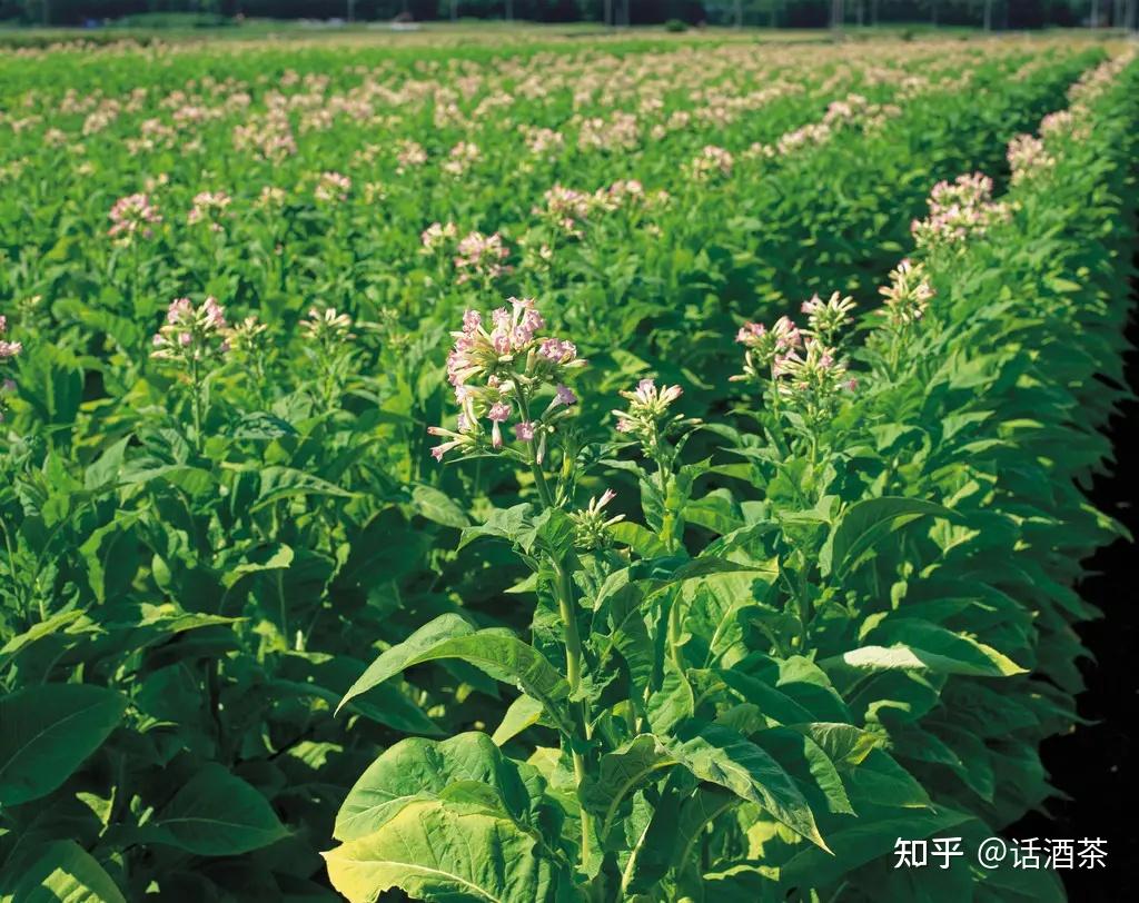 答疑丨私人到底能不能种植烟草? - 知乎