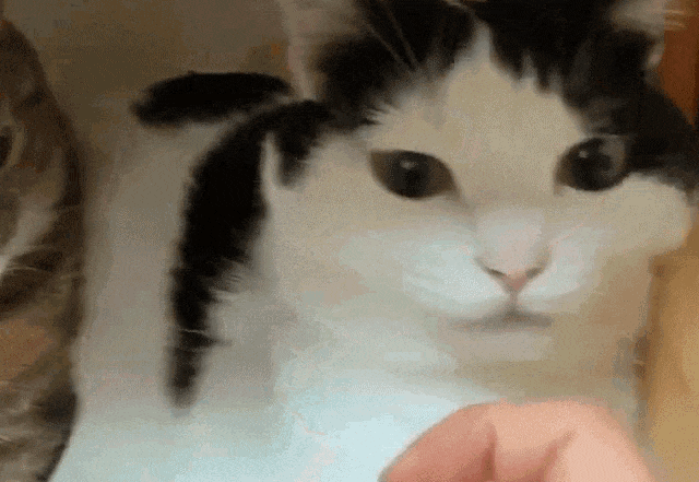 猫咪咬我一口又舔我,是愧疚吗?真相是... - 知乎