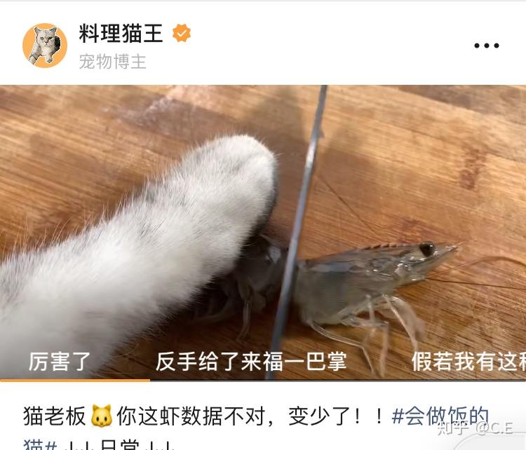 如何评价b站up主料理猫王长安