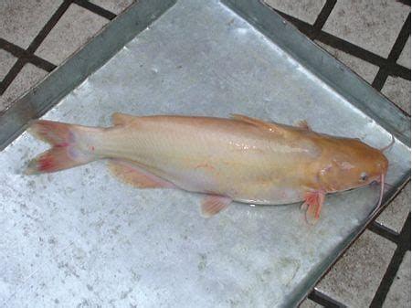 谁知道这是什么鱼呀?