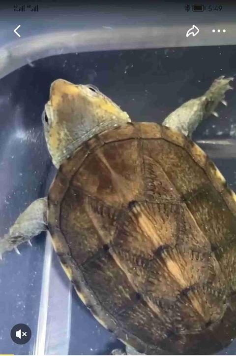 瓦哈卡泥龟 - 知乎